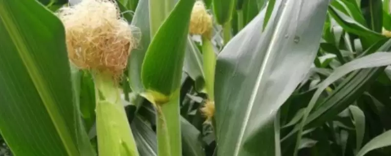 航研 8077 玉米种子特征特性 ，4500 株  亩种植密度有啥优势-会东网