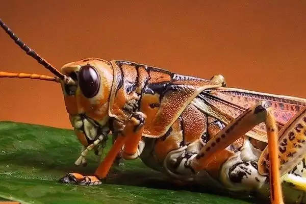 蝗虫是害虫还是益虫 ，蝗虫到底为啥是农业害虫插图2