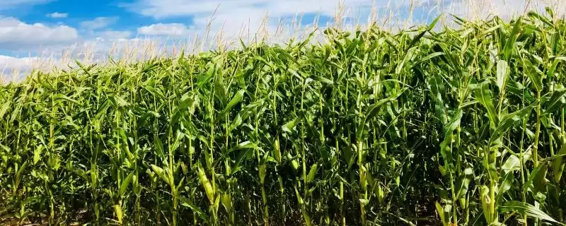 金硕 1 号玉米品种的特性 ，金硕 1 号玉米春播 117.8 天，效益咋样？-会东网