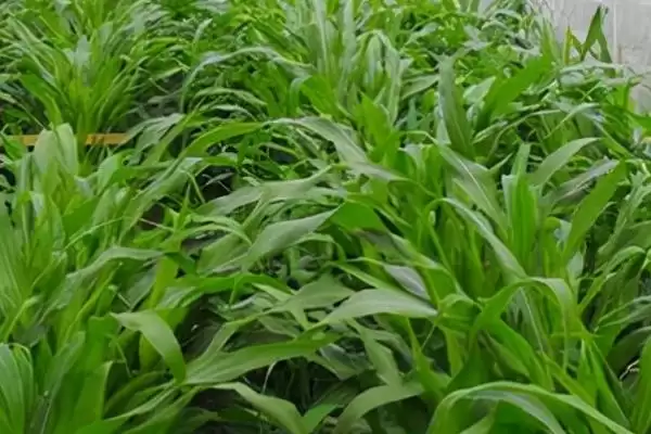 牧草饲料贮藏方法揭秘，搭建平台贮藏要点解读插图4