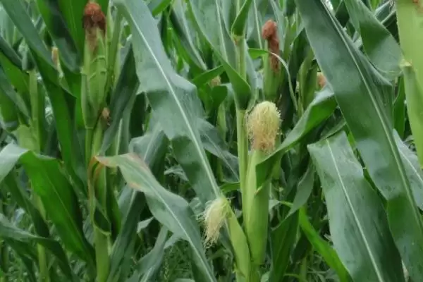 华硕 587 玉米种子介绍 ,华硕 587 玉米咋及时防治病虫害插图1 华硕 587 玉米种子介绍 ,华硕 587 玉米咋及时防治病虫害插图1