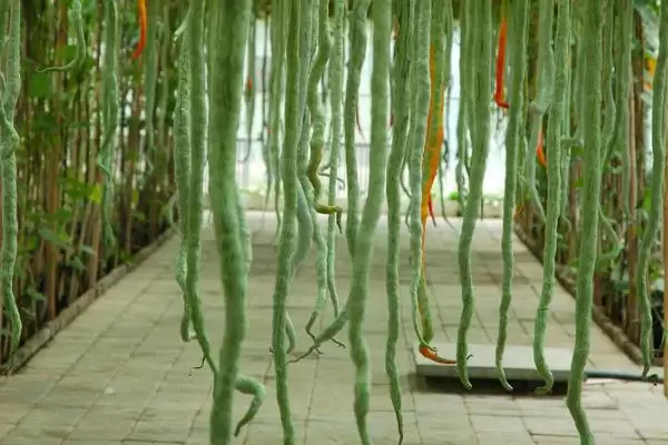 湖北农村种什么比较赚钱 ，秋葵种植收益为啥可观插图3