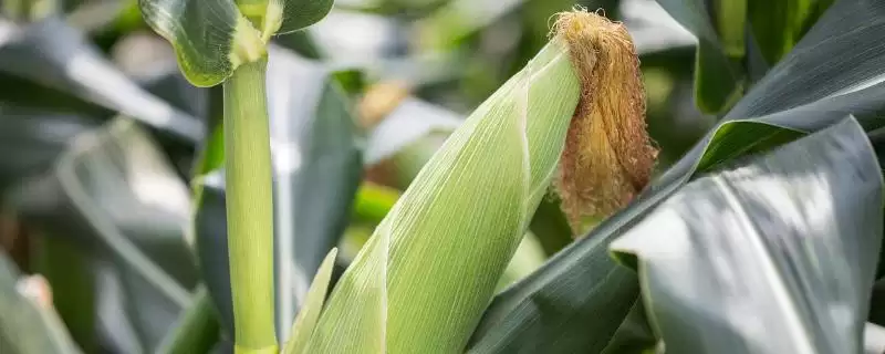 亨达 366 玉米品种简介 ,中晚熟的亨达 366 表现咋样-会东网