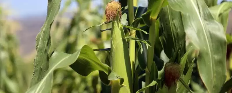 金萌 136 玉米品种的特性 ，金萌 136 玉米咋投放玉米芯防玉米螟虫？-会东网