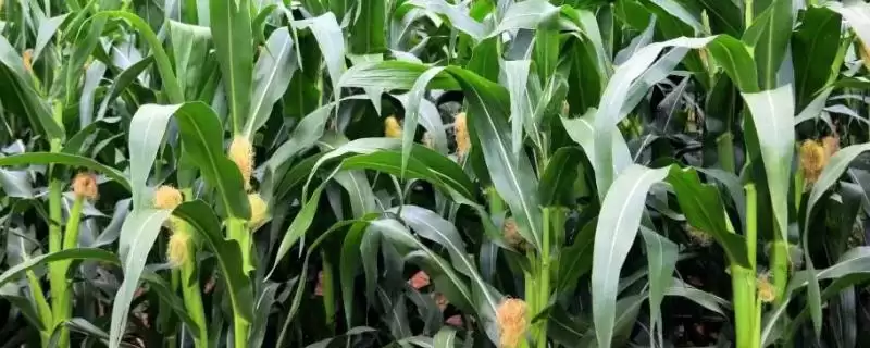 禾育 159 玉米种简介 ，选中等肥力地种有啥讲究-会东网