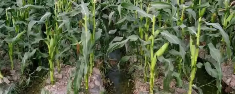 吉科玉 918 玉米种简介 ，吉科玉 918 玉米中等肥力以上地块咋种？-会东网