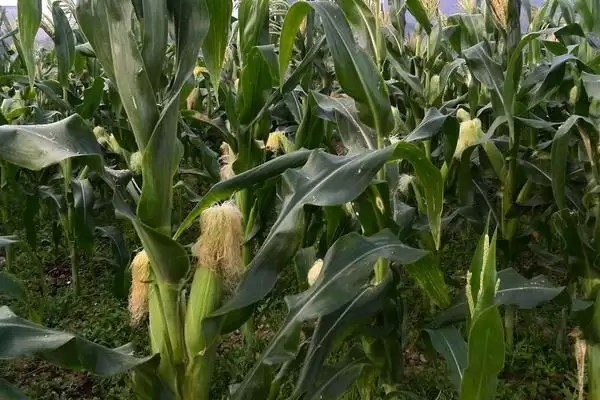 花彩甜糯 668 玉米品种简介 ，4 月中下旬播种有啥讲究插图3