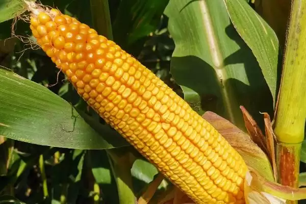 吉单 941 玉米品种简介 ，出苗至成熟 126 天有啥种植要点插图1
