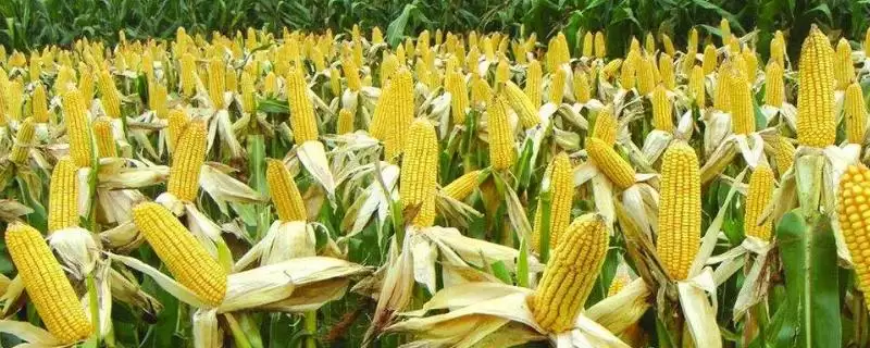 龙生19号玉米品种特性揭秘，病虫害防治要点全面解读-会东网