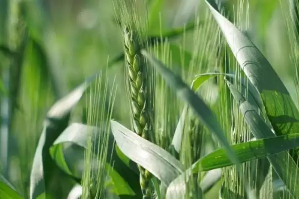 农村食用菌种植效益揭秘，香菇等品种成热门选择插图9