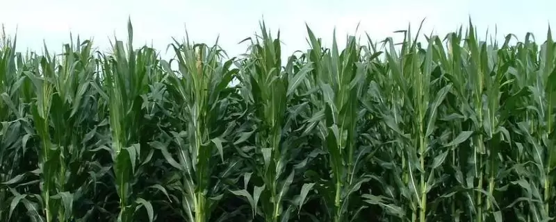 金科玉金甜 3 号玉米品种的特性 ，金科玉金甜 3 号玉米咋防治病虫害？-会东网