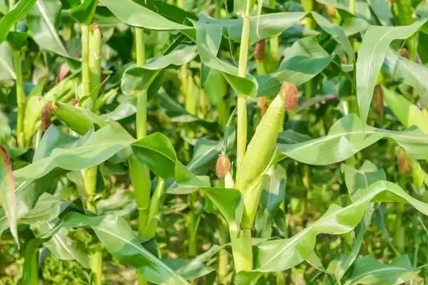 桓丰 601 玉米种子特征特性 ，夏播生育期 102 天效益咋样插图3