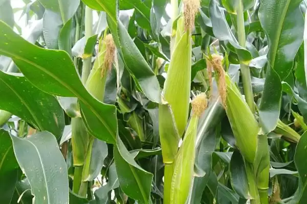 吉品 6 号玉米种子特征特性 ，吉品 6 号玉米高抗茎腐病，有啥好处？插图2
