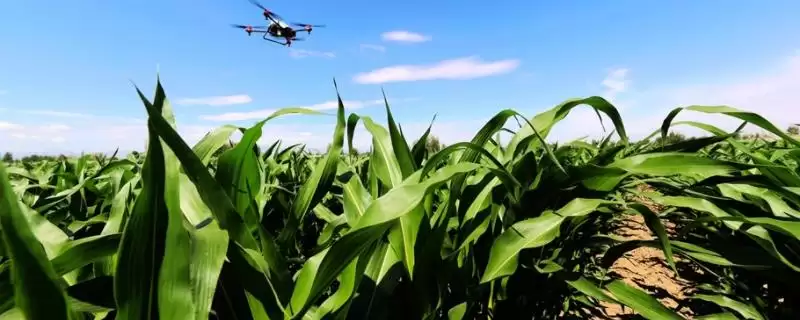 金玉汇 1 号玉米种子介绍 ，金玉汇 1 号玉米中抗小斑病，产量受影响吗？-会东网