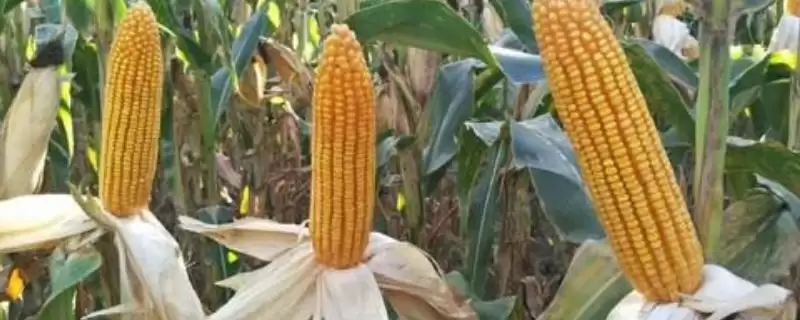 惠民 6101 玉米品种简介 ，咋有效防治惠民 6101 大斑病-会东网