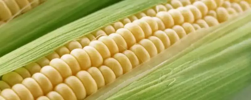华农 138 玉米种子介绍 ，华农 138 玉米有啥独特种植优势-会东网
