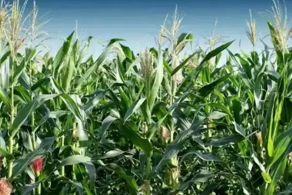 金王紫糯 1 号玉米种子简介 ，金王紫糯 1 号玉米适宜密度 4000 株左右，合理吗？插图3