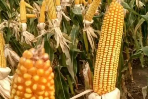 吉单 822 玉米品种简介 ，中抗茎腐病的吉单 822 咋样插图3