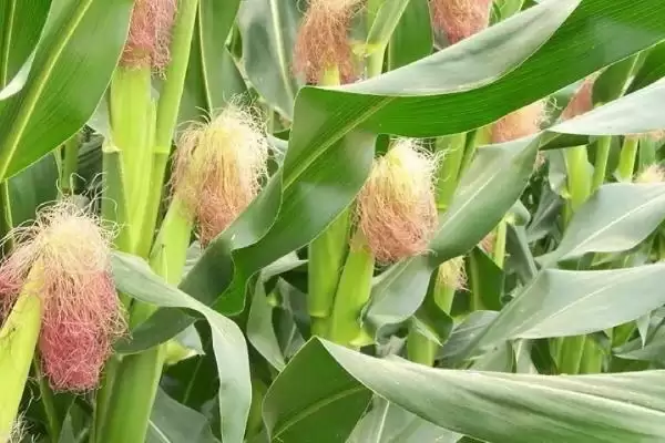 禾玉 108 玉米种子特征特性 ，中抗大斑病的它有啥好处插图1
