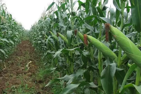 黑糯 660 玉米种子特征特性 ,咋防瘤黑粉病等病虫害插图1 黑糯 660 玉米种子特征特性 ,咋防瘤黑粉病等病虫害插图1