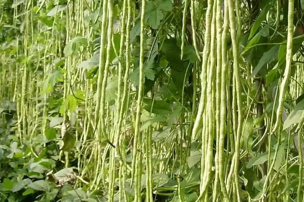 豇豆定植后如何管理 ，豇豆定植后浇稳苗水有啥作用？插图2