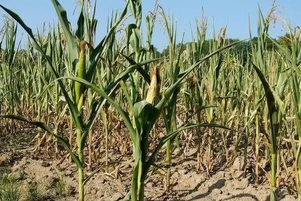 红禾 922 玉米种子特征特性 ，苗期咋防地下害虫插图2