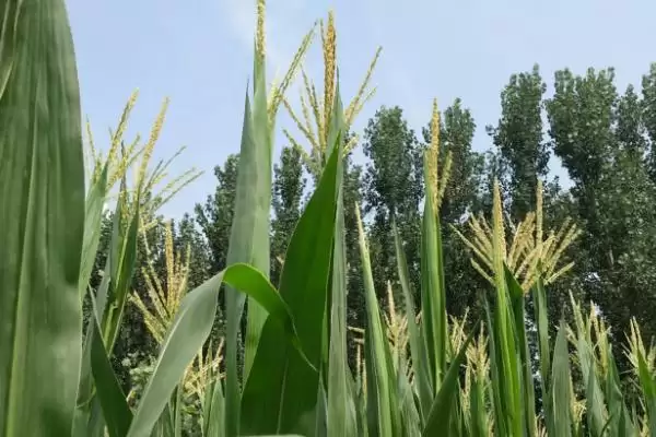 辉玉 7321 玉米种子特征特性 ,4 月下旬至 5 月上旬播种为啥插图3 辉玉 7321 玉米种子特征特性 ,4 月下旬至 5 月上旬播种为啥插图3