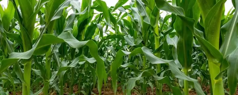 锦润 919 玉米种子简介 ，锦润 919 玉米辽宁省春播 133 天，表现如何？-会东网