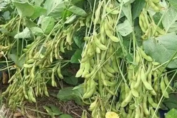 桂夏 1702 大豆种子特征特性 ，桂夏 1702 大豆生育期适中，适合哪片地？插图1