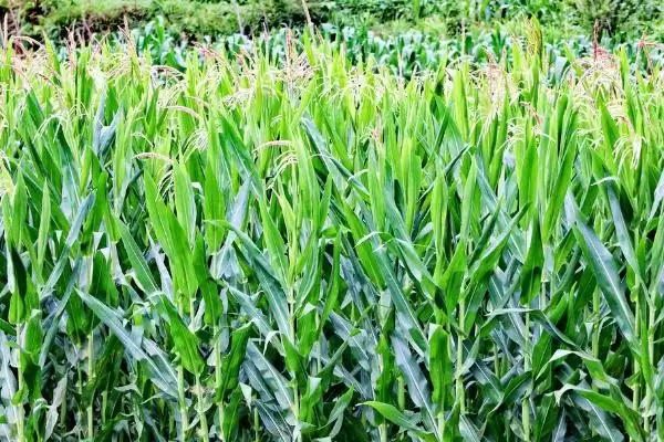 锦润 919 玉米品种简介 ,锦润 919 玉米种肥施磷酸二铵有啥讲究?插图1 锦润 919 玉米品种简介 ,锦润 919 玉米种肥施磷酸二铵有啥讲究?插图1