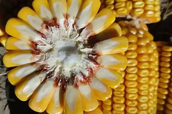 菏玉 189 玉米品种简介 ，5000 株  亩密度种植有啥优势插图2