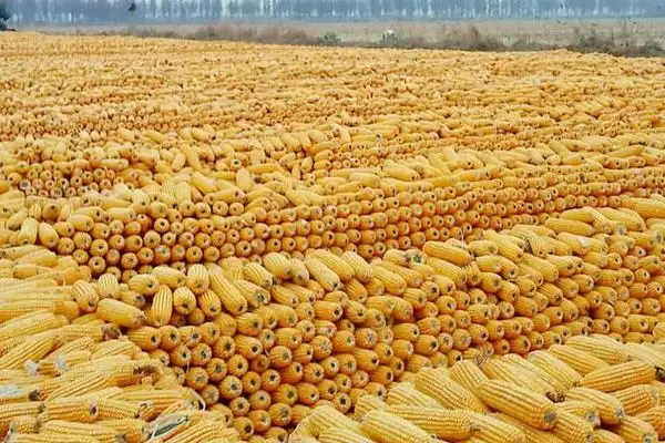 金苹果 658 玉米种子特征特性 ，金苹果 658 玉米为啥播种时施足底肥？插图2