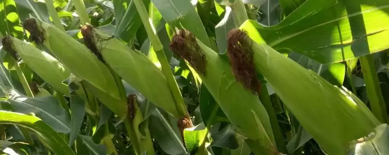 华元玉 319 玉米品种简介 ，春播 115.2 天效益咋样-会东网