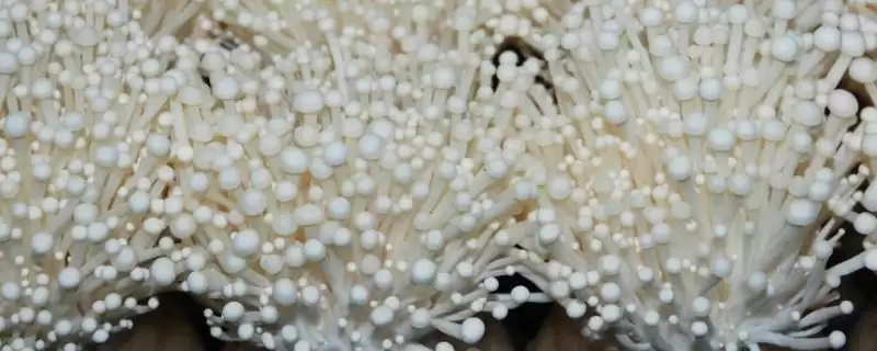 金针菇出菇期的水分管理技术 ，金针菇出菇期开袋搔菌有啥作用？-会东网