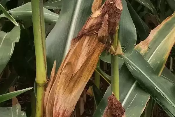 津北 288 玉米种子特点 ，津北 288 玉米中抗纹枯病，种植风险大吗？插图1