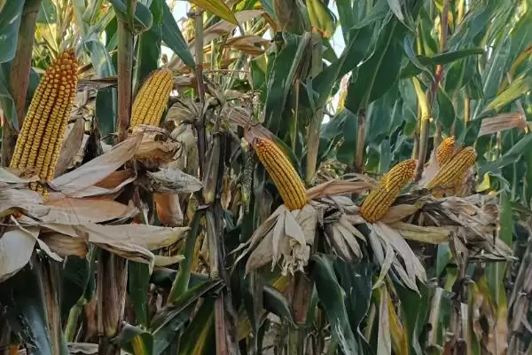 金玉汇 1 号玉米种子介绍 ，金玉汇 1 号玉米中抗小斑病，产量受影响吗？插图1