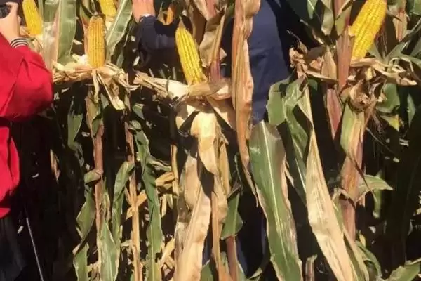 蠡玉177玉米种子特性揭秘,防治瘤黑粉病要点深度解读插图2 蠡玉177玉米种子特性揭秘,防治瘤黑粉病要点深度解读插图2