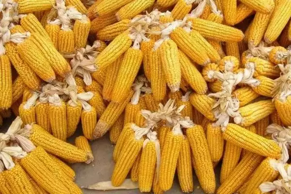 金粮 8 玉米品种简介 ，金粮 8 玉米出苗至成熟 122 天左右，效益咋样？插图1