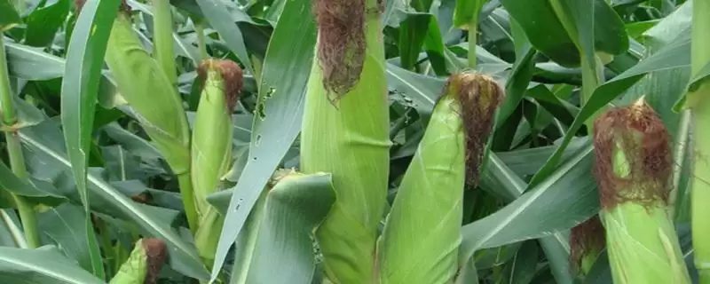 纪元 2 号玉米种子特点 ，纪元 2 号玉米中抗灰斑病，种植风险大吗？-会东网