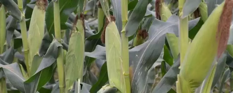 金农 738 玉米种子特点 ,金农 738 玉米适宜密度 5000 株/亩左右,为啥?-会东网