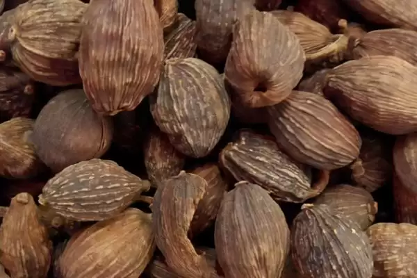 湖北农村种什么比较赚钱 ，秋葵种植收益为啥可观插图4