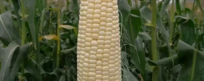 佳粮 0987 玉米品种简介 ，佳粮 0987 玉米高抗丝黑穗有啥好处？-会东网