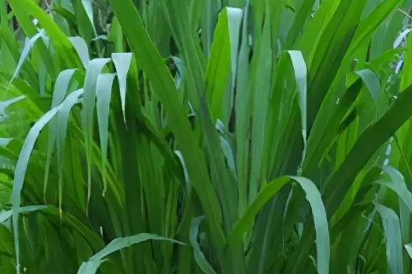 牧草饲料贮藏方法揭秘，搭建平台贮藏要点解读插图6
