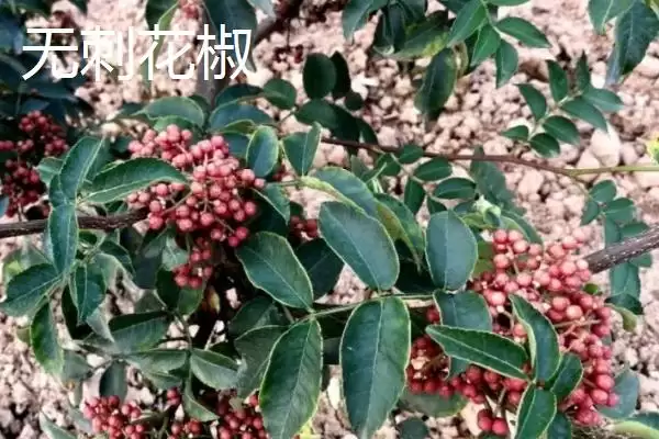 花椒的市场价格 ，各地区花椒售价为啥有差异插图7