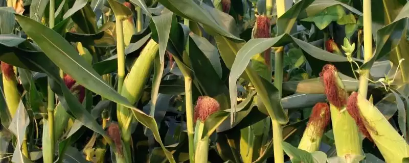 宽玉199玉米种子特性揭秘，密度3600-4000株／亩数据公布-会东网