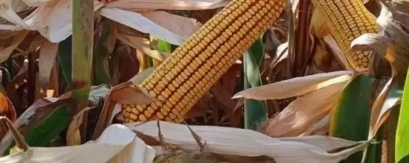 久龙15玉米品种特性揭秘,播种前种子包衣处理要点解读插图 久龙15玉米品种特性揭秘,播种前种子包衣处理要点解读插图