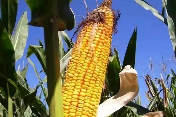 吉品 6 号玉米种子特征特性 ，吉品 6 号玉米高抗茎腐病，有啥好处？插图1