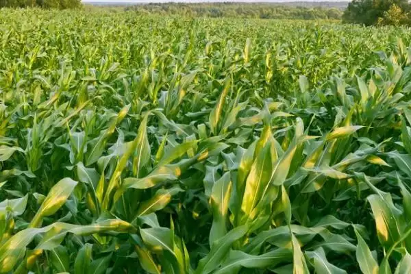 江甜糯 2 号玉米品种简介 ，江甜糯 2 号玉米后期咋防病虫害？插图3