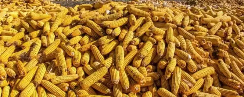 科河32玉米品种特性揭秘，亩密度4500株数据公布-会东网