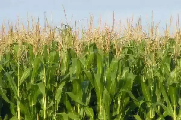 鸿基 536 玉米种子特点 ，中抗茎腐病的鸿基 536 产量咋样插图3